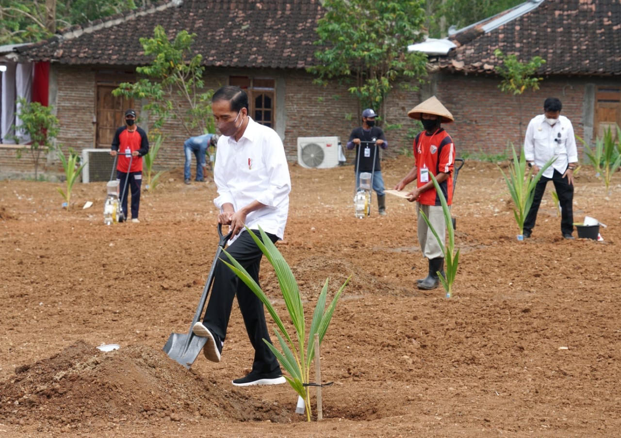 Sekretariat Kabinet Republik Indonesia Tanam Kelapa Genjah Di