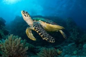 Hawksbill Sea Turtle (Eretmochelys imbricata) in Komodo Island, Indonesia.