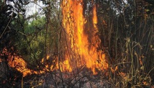 Kebakaran Hutan Riau