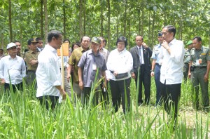 Presiden Jokowi didampingi Menteri Pertaian dan Menteri Lingkungan Hidup dan Kehutanan meninjau pengembangan padi gogo, di Blora, Jateng, Sabtu (7/3)