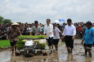 Presiden Jokowi didampingi Mentan dan Gubernur Jatim turun ke sawah mencoba mesin traktor, saat berkunjung di Ponorogo, Jatim, Jumat (6/3)