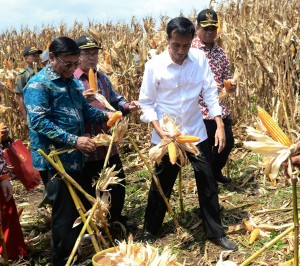Presiden Jokowi saat panen raya jagung, di Dompu, NTB, Sabtu (11/4)