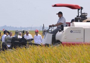 Presiden Jokowi menyaksikan panen padi varietas baru di Karawang, Jabar, Minggu (27/9)