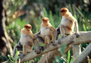 Three Proboscis monkeys (Nasalis larvatus) sitting on a branch having a "discussion", Labuk Bay Sanctuary, Sabah, Malaysia
