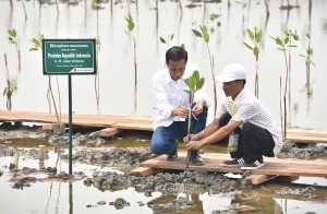 Presiden Jokowi menanam di Desa Pantai Bahagia, Kecamatan Muara Gembong, Kabupaten Bekasi, Provinsi Jawa Barat, Rabu (1/11). (Foto: Humas/Jay)