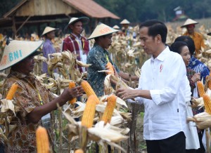 Presiden Jokowi saat melihat panen jagung dan menyerahkan SK Perhutanan Sosial di Desa Ngimbang, Tuban, Jawa Timur, Jumat (9/3). (Foto: Humas/Agung)
