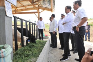 Presiden Jokowi meninjau peternakan sapi di Desa Parsingguran, Kecamatan Pollung, Kabupaten Humbang Hasundutan, Sumut, Rabu (31/7) siang. (Foto: JAY/Humas)